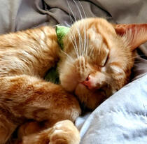 An orange cat sleeping in blankets